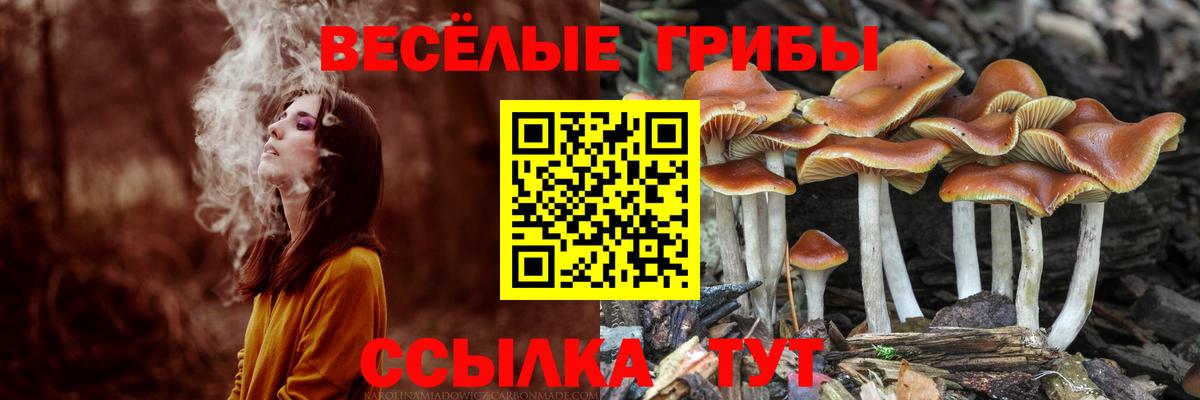купить наркоту  Галлюциногенные грибы Psilocybe  Вход с VPN  Павлово 